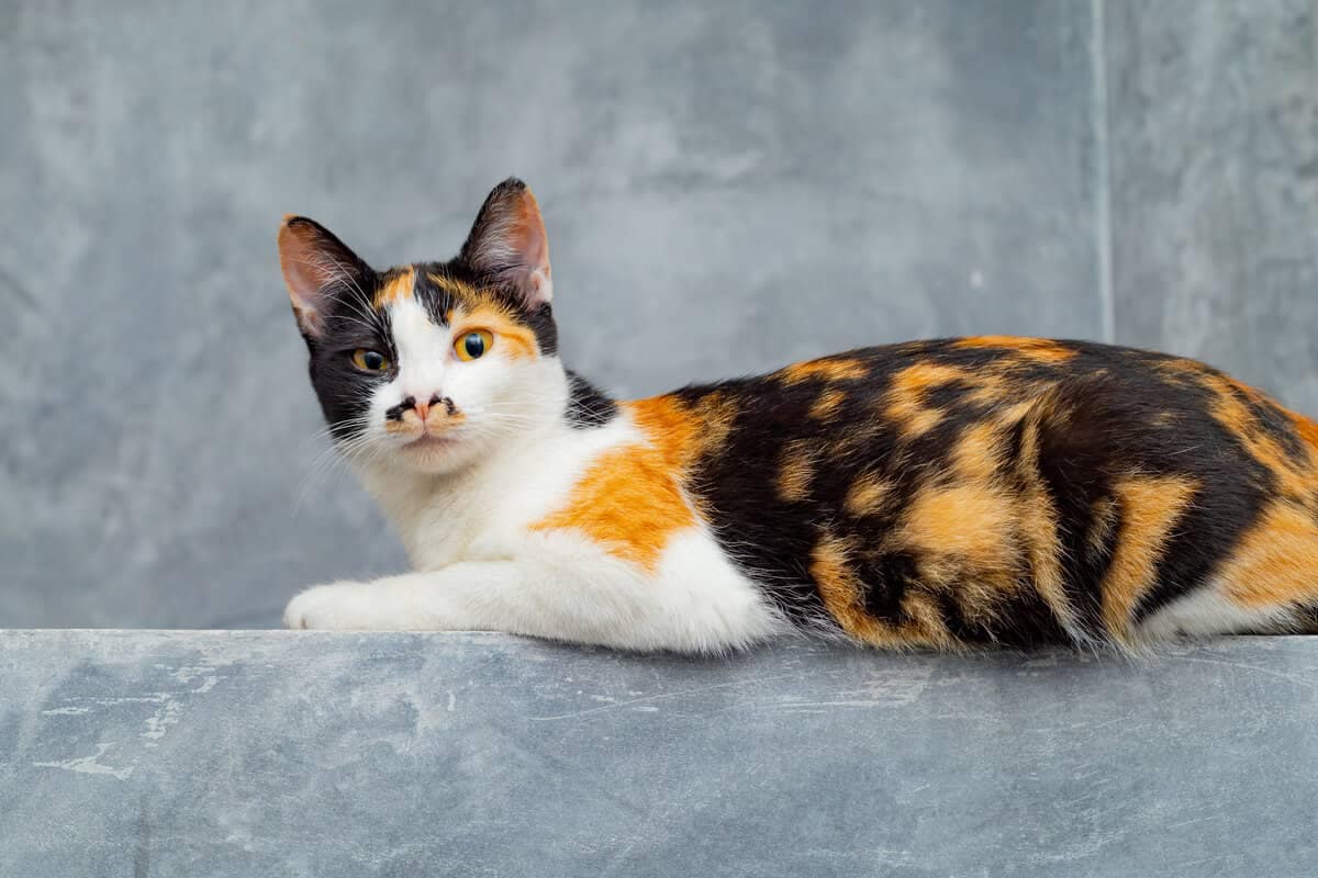 cat b12 injection side effects B12 Vitamins for Cats with FIP Are Important for Recovery