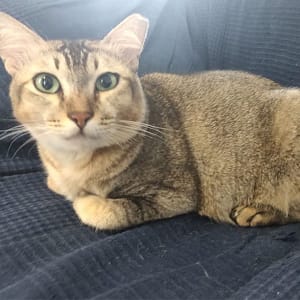 2 months ago Pancake was diagnosed with FIP (Feline Infectious Peritonitis), the wet effusive type. I was...