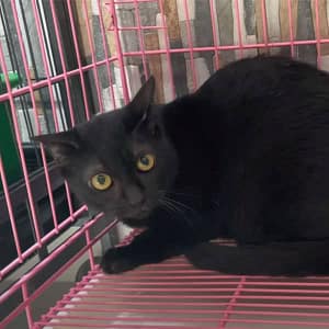 I got Harry from the shelter and he was probably already sick at the time. Shortly after we brought him home, his condition became worse...
