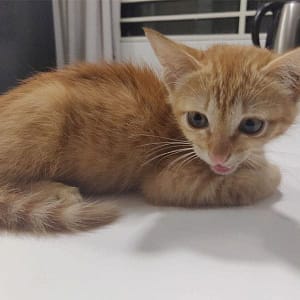 Martian was only 2 months old when he was infected with FIP, so it was quite alarming to see him turn...