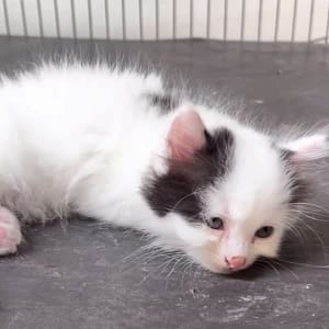 I'm very happy with MJ’s progress. He has now returned to his old active and playful nature. Some...