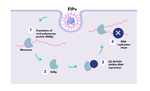 Fipt Definition FipMed – FIP Cats Treatment - FipMed