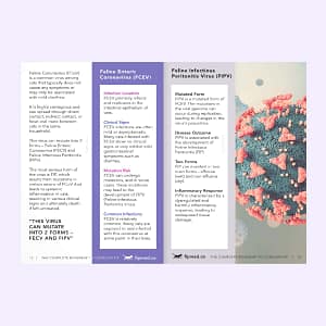 FIPMED_The Complete Roadmap to Conquering FIP- Diagnosis to Recovery Ebook Page-02