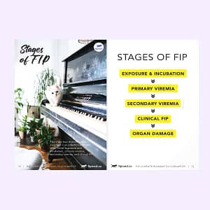 FIPMED_The Complete Roadmap to Conquering FIP- Diagnosis to Recovery Ebook Page-08